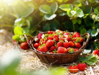 Кои груби грешки при отглеждане на ягоди съсипват цялата реколта