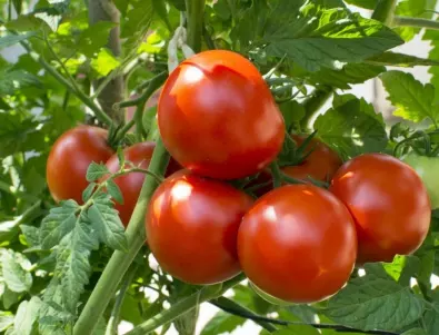 Ако започнат да ви съхнат листата на доматите, не чакайте, а направете ТОВА