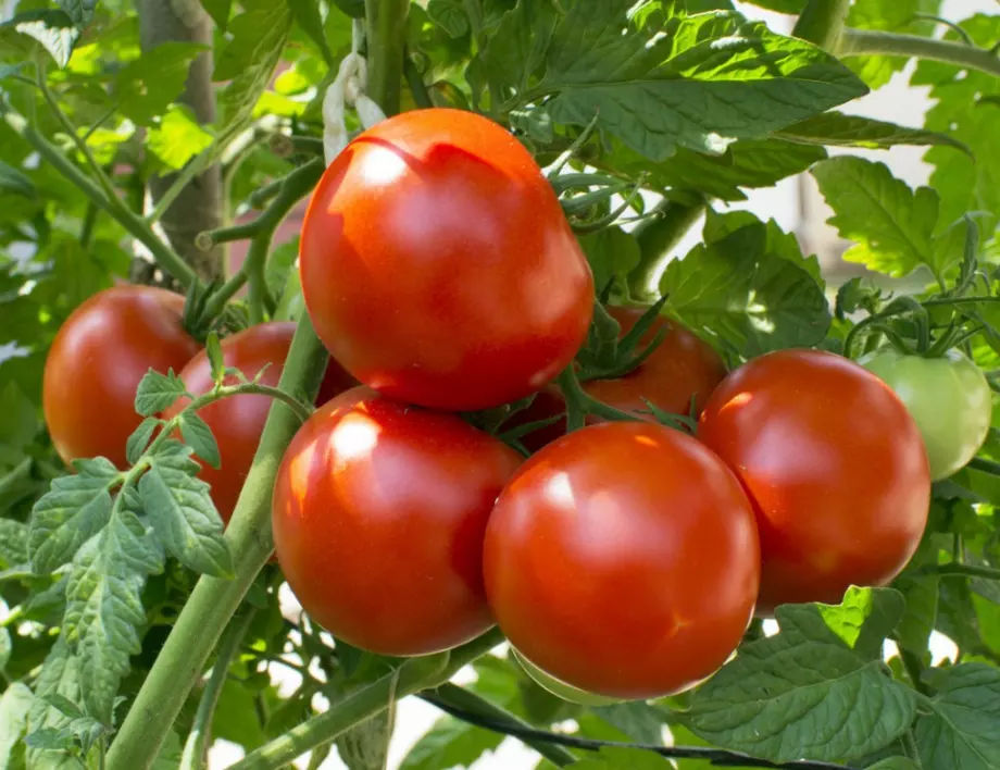 Подхранвайте доматите с това и ще растат както никога