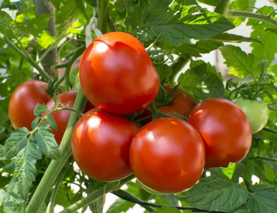 Как да храним домати през юли за добра реколта