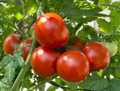 Български съвети за гледане на домати без пръскане
