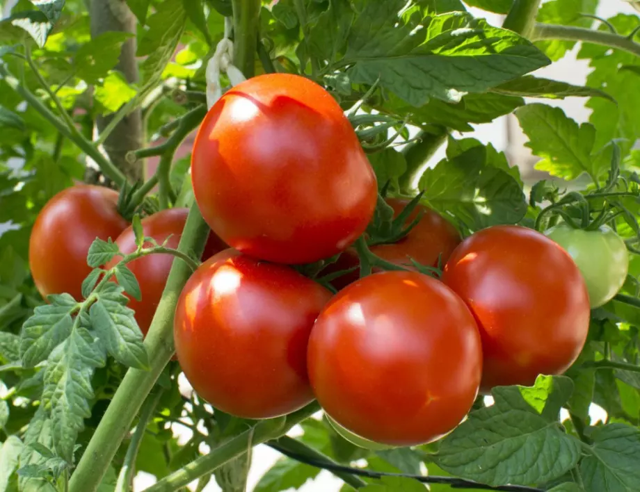Кога да засеем доматите, за да постигнем високи добиви?