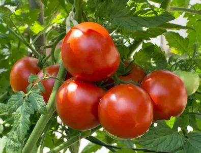 Наръсете градината с това, за да имате богат добив на домати и краставици