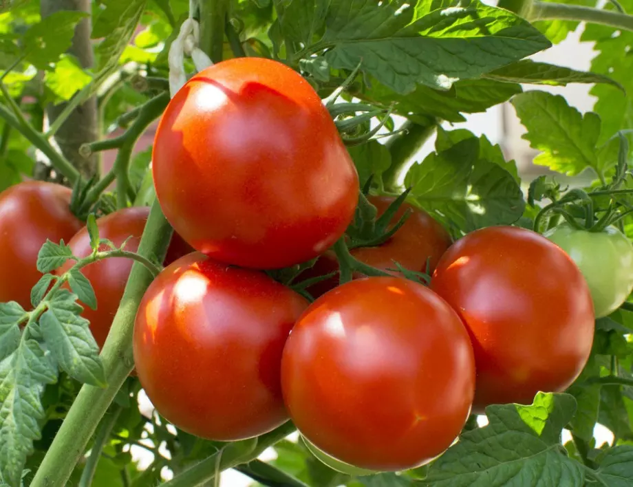С този трик ще забравите за гниенето на доматите