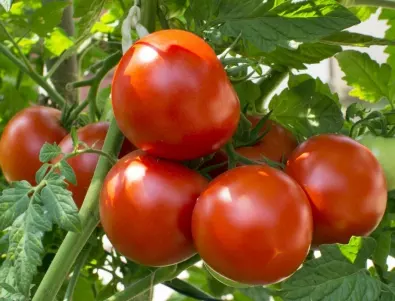 Спешни мерки при пожълтяване на листата на доматите - ето какво трябва да направите
