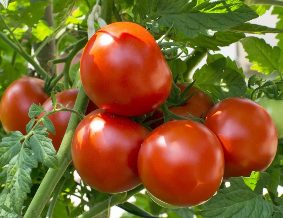 Златни правила при засаждането на домати, които всеки градинар трябва да спазва
