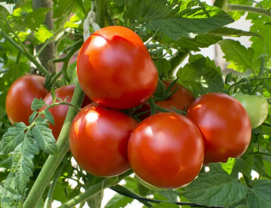 Това са най-големите грешки при поливането на домати