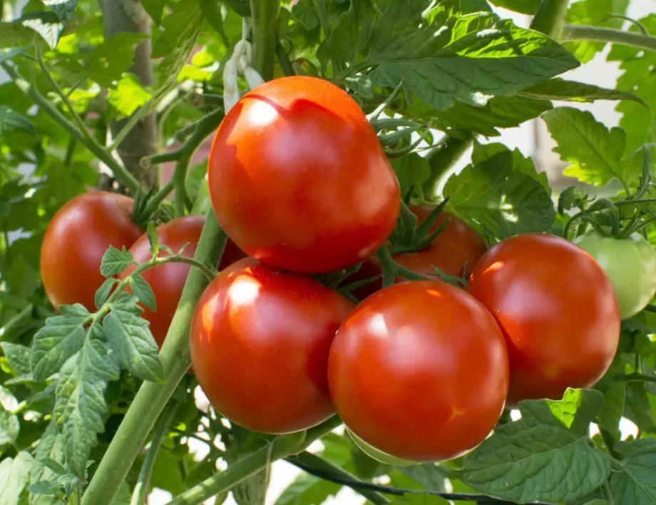Използвайте това за по-лесно вкореняване на доматите 
