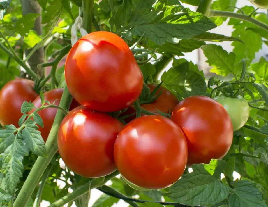 Всеки може да ускори зреенето на доматите, ето как