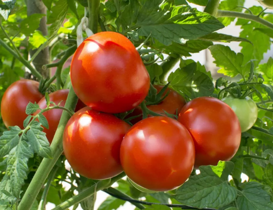Градинар каза най-добрия тор за едри и вкусни домати