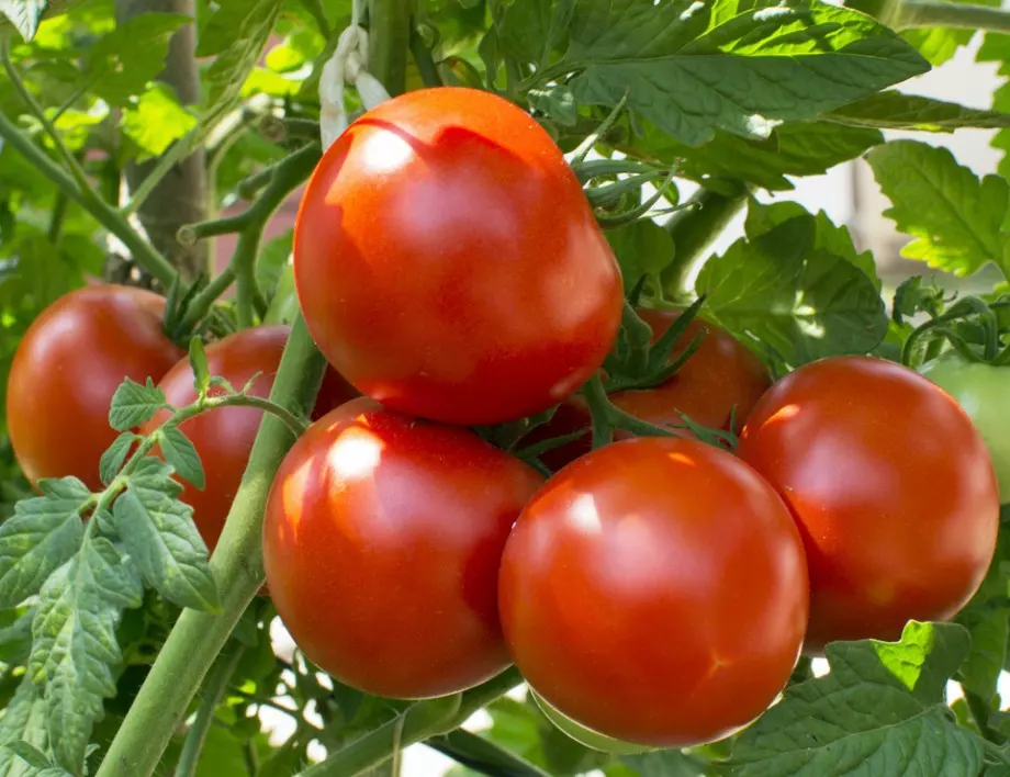 Ако искате доматите да растат 2 пъти по-бързо, използвайте този домашен тор