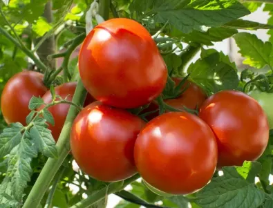 Това е най-ефективният лек срещу късна мана по доматите