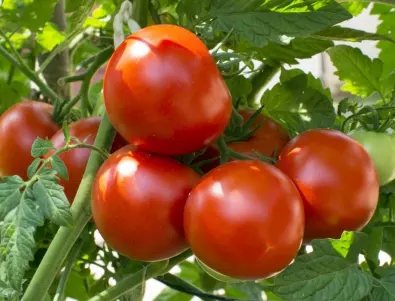 Пръскане на доматите със сода - всичко, което трябва да знаете за него