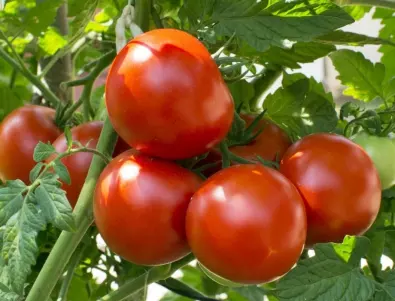 Напръскайте доматите с това още сега и ще приберете първата реколта по-рано