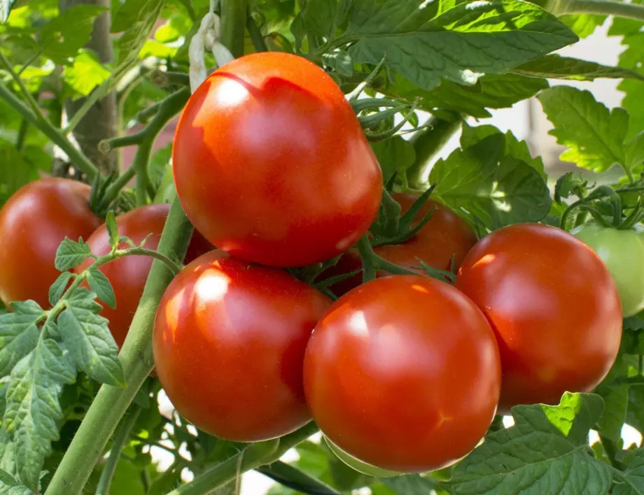 Поливане на доматите - как е правилно да се прави, за да е обилна реколтата им