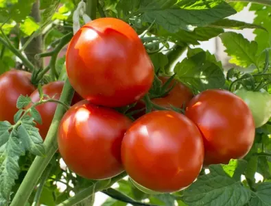 Най-простият трик, който ще накара доматите да узреят за часове без пръскане