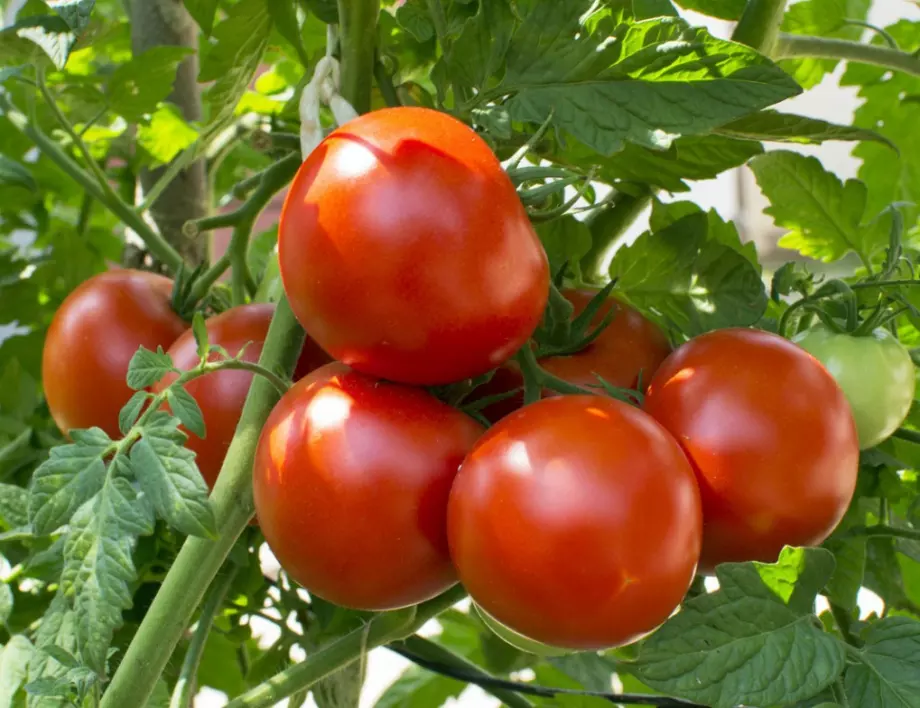 За огромна реколта от домати периодично правете това с корените им