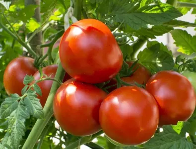 3 златни правила за богата реколта от домати, които всеки градинар трябва да знае