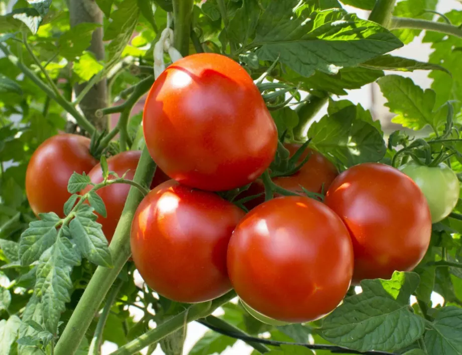 Експерт каза кога трябва да засеете доматите за голяма реколта