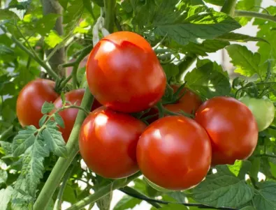 Експерт каза кога и на какво разстояние се засяват доматите за голяма реколта?