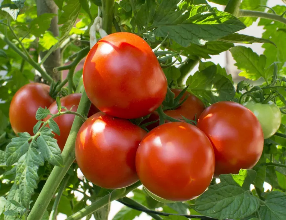 Ускорено зреене на доматите: Прости и ефективни методи