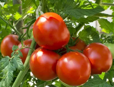Как да предпазим доматите от градушка?