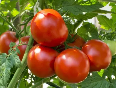 Поливане на доматите с лимонена киселина - кога и как го правят опитните градинари
