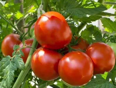Видове домати и какво трябва да знаете за тях