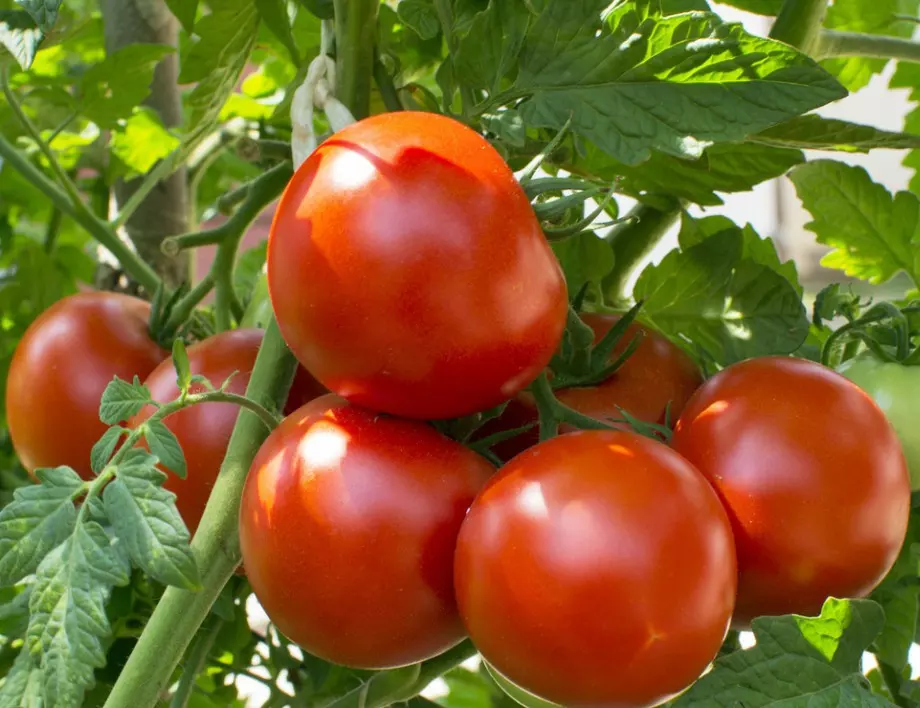 Тези тънкости при отглеждане на домати гарантират богатата реколта!