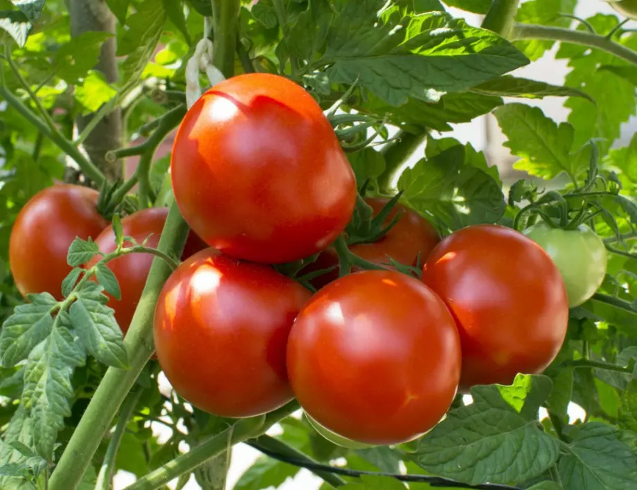 С този тор доматите няма да имат обиране до септември