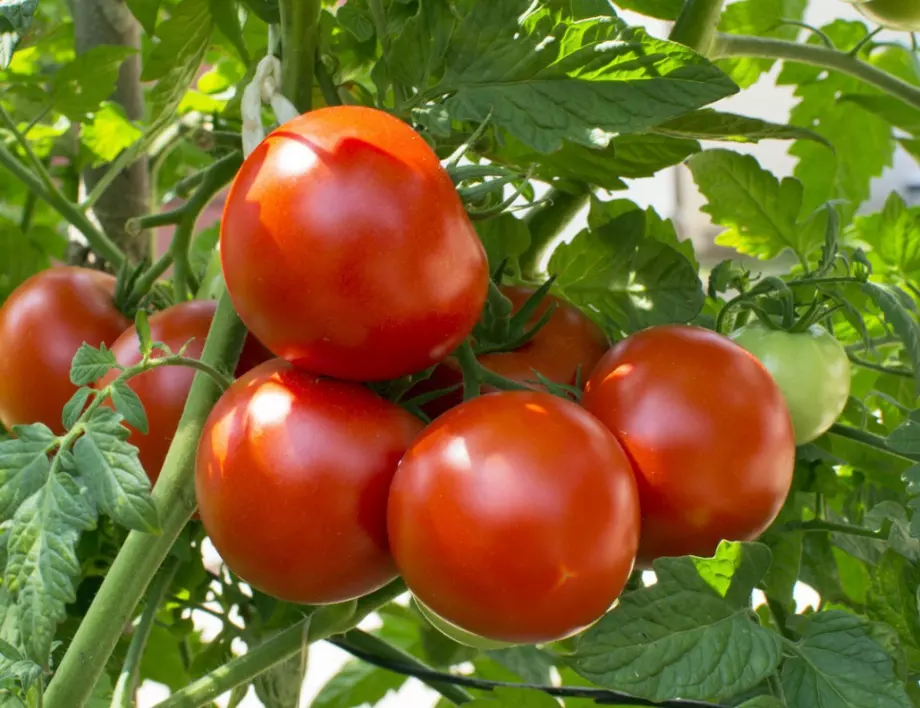 С това подхранване доматите няма да се развалят в жегата
