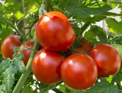 Незабавно вземете мерки, ако видите това по доматите
