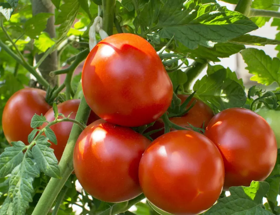 Хитрите градинари използват този разтвор за домати, за да получат 20 кг от всеки корен