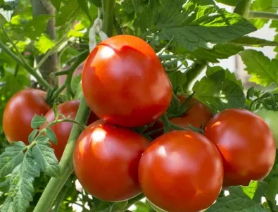 Най-мощния органичен тор за подхранване на доматите
