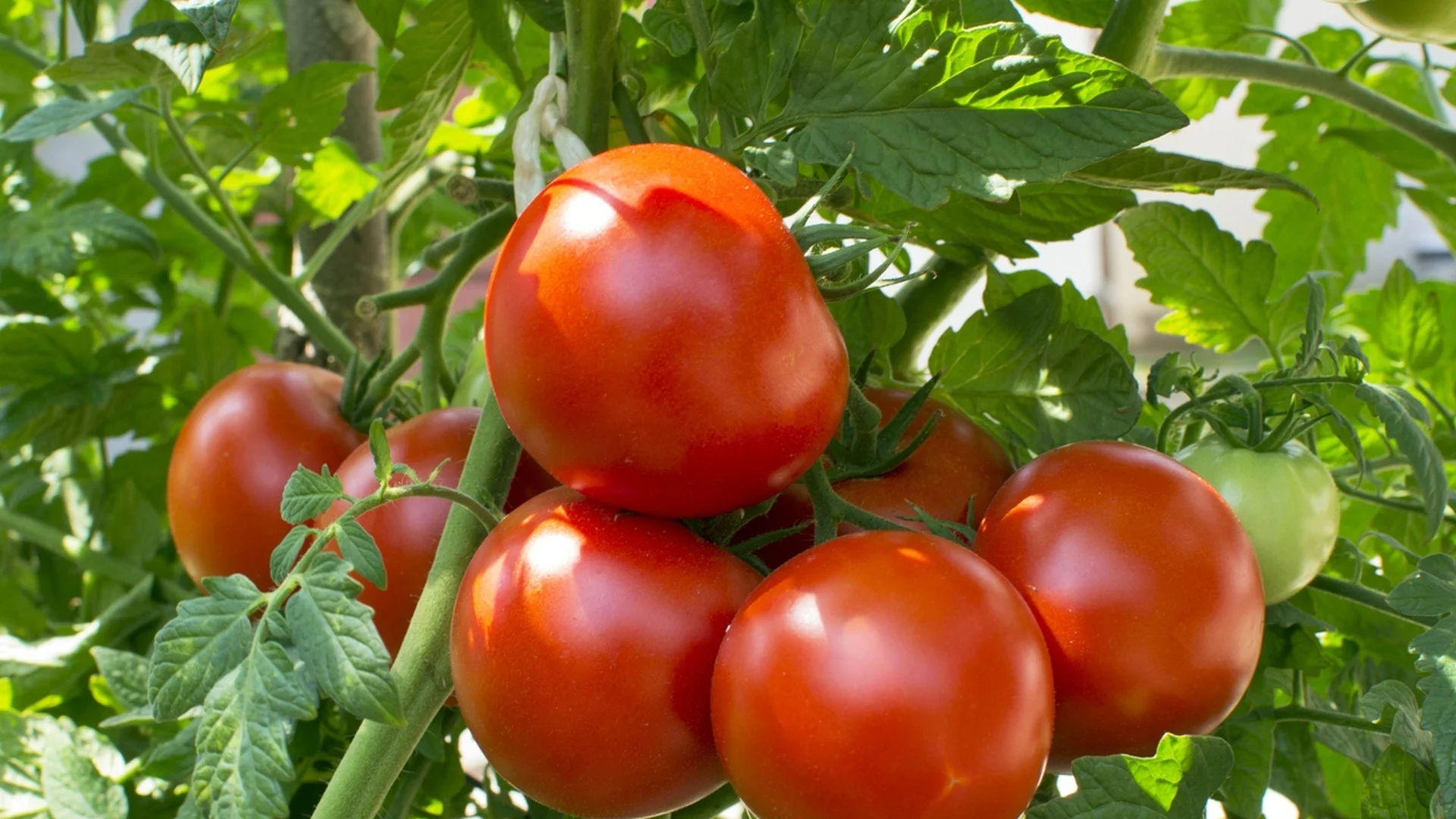 Кога трябва да се торят доматите с дървесна пепел?