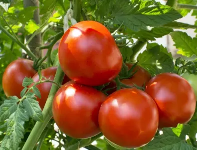 Кога трябва да се торят доматите с дървесна пепел?