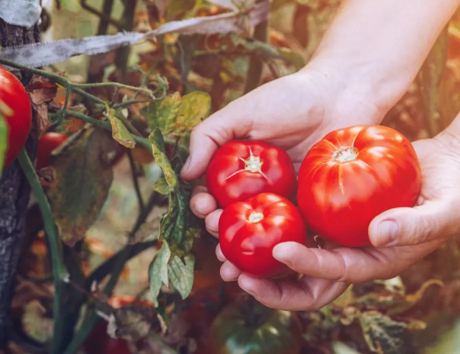 Как да се погрижим за доматите през август