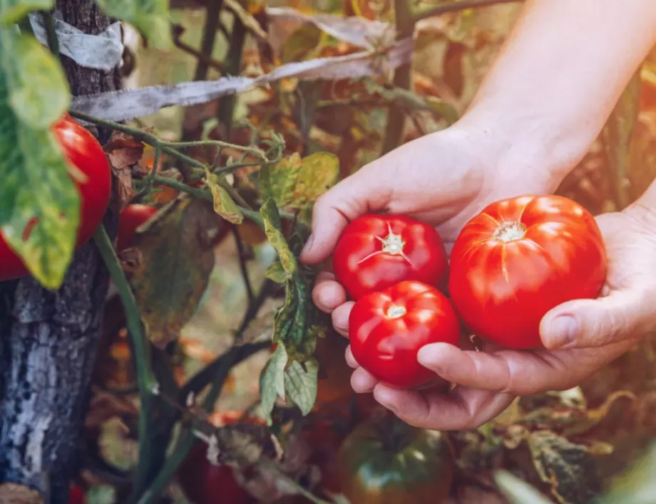 Опитните домакини приготвят домати за зимата само с 2 съставки