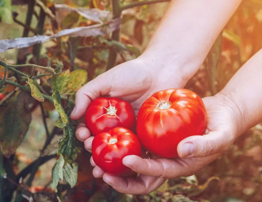 НИКОГА не допускайте тези грешки, когато затваряте буркани с домати за зимата