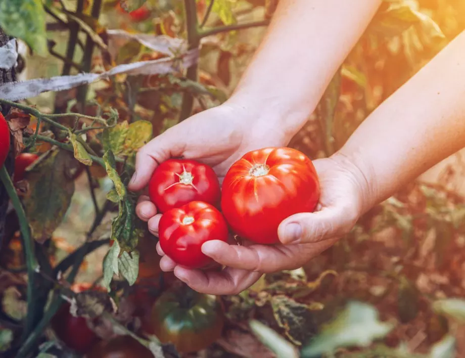 Направете си магически домашен тор за подхранване на доматите