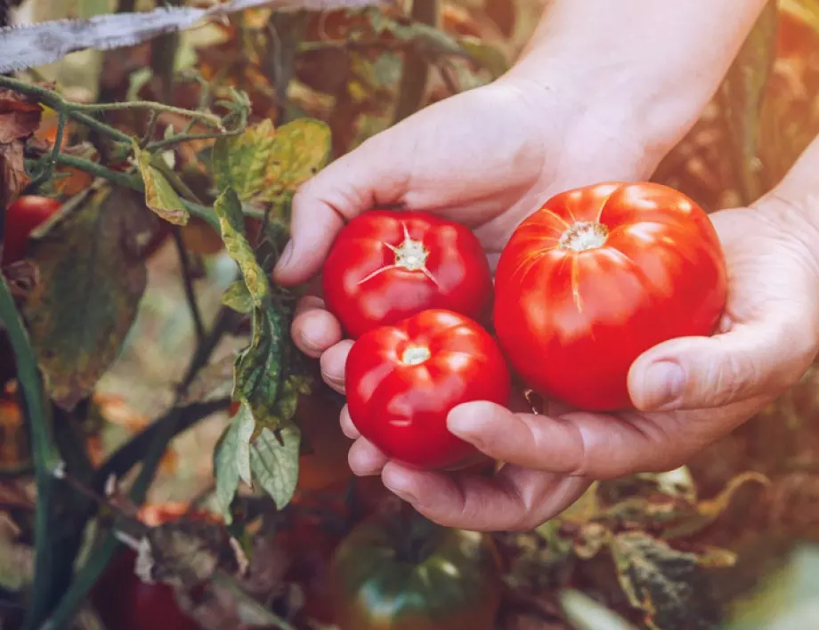 3 грешки, заради които доматите са дребни