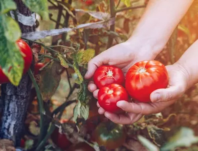 Билката, с която реколтата на доматите ще е двойно по-богата