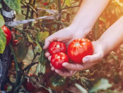 Следвайте тези съвети и няма да може да смогнете да си оберете доматите