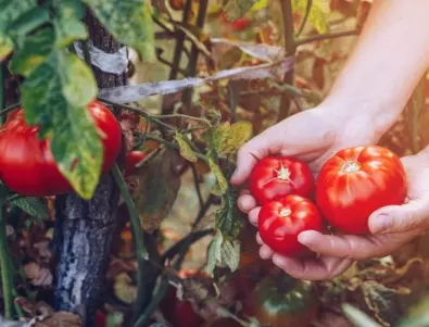Тънкостта, която НИКОЙ не знае: Защо опитните градинари не изхвърлят листата на доматите?
