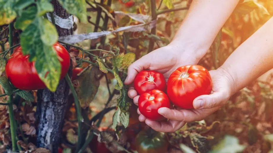 Тънкостта, която НИКОЙ не знае: Защо опитните градинари не изхвърлят листата на доматите?