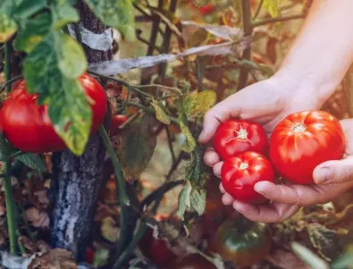 Опитен градинар: Получих 30 кофи с домати БЕЗ ДА ГИ ПОЛИВАМ