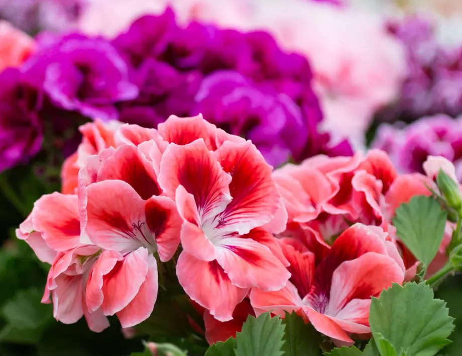 Как да отглеждаме успешно здрава и красива азалия?