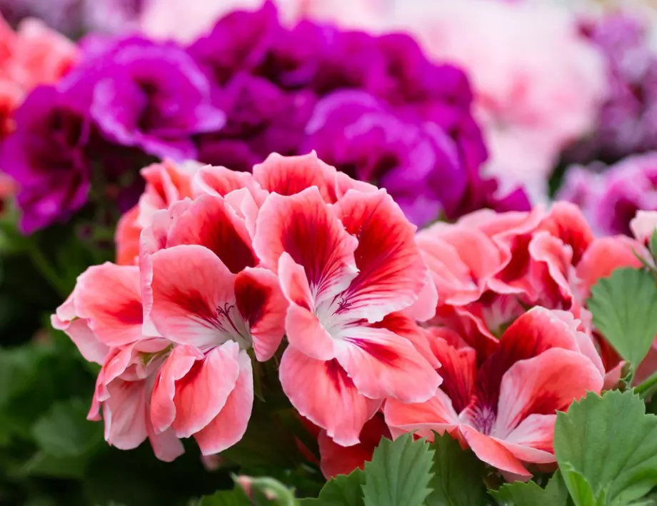 Малка хитрост: Цветята в дома ви ще цъфтят пищно и дълго