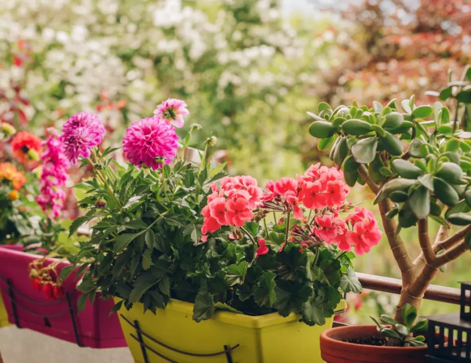 Съветът на баба как растенията винаги да цъфтят обилно