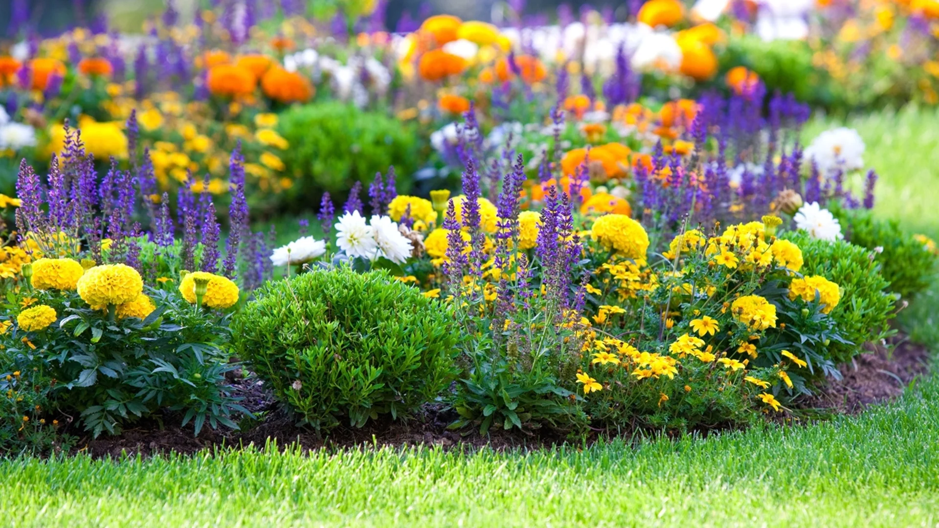 5 впечатляващи комбинации от растения за вашата цветна градина